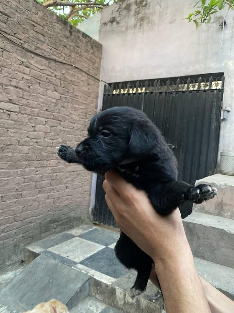 Pure British Labrador pups 15