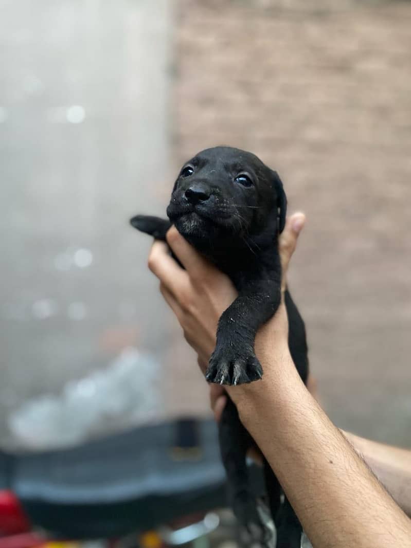 Pure British Labrador pups 16