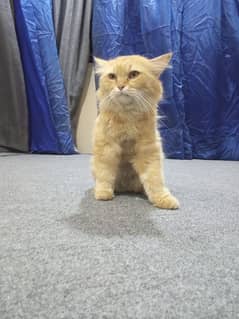 Adorable Persian Cat for Sale – Healthy & Playful Companion!