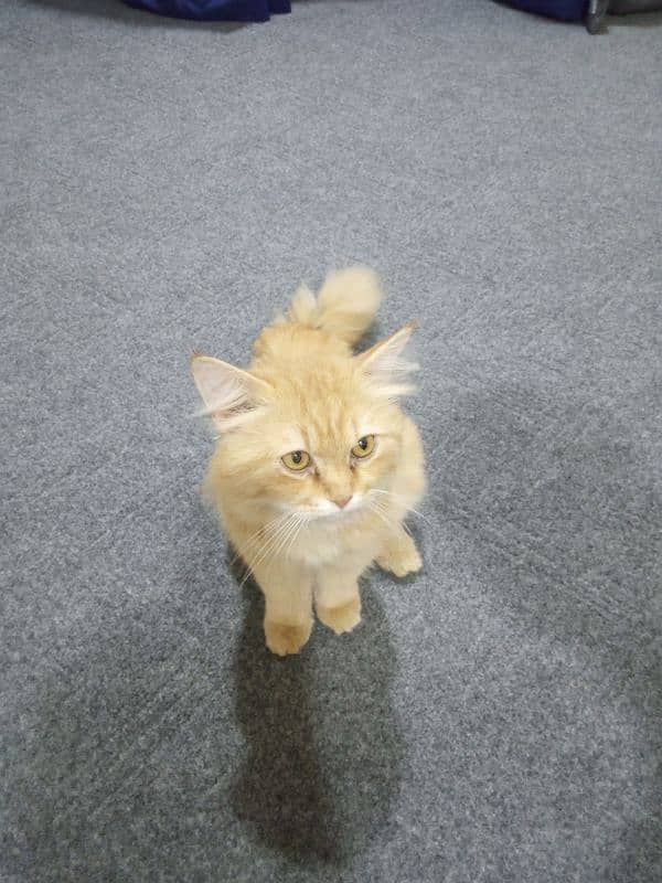 Adorable Persian Cat for Sale – Healthy & Playful Companion! 2