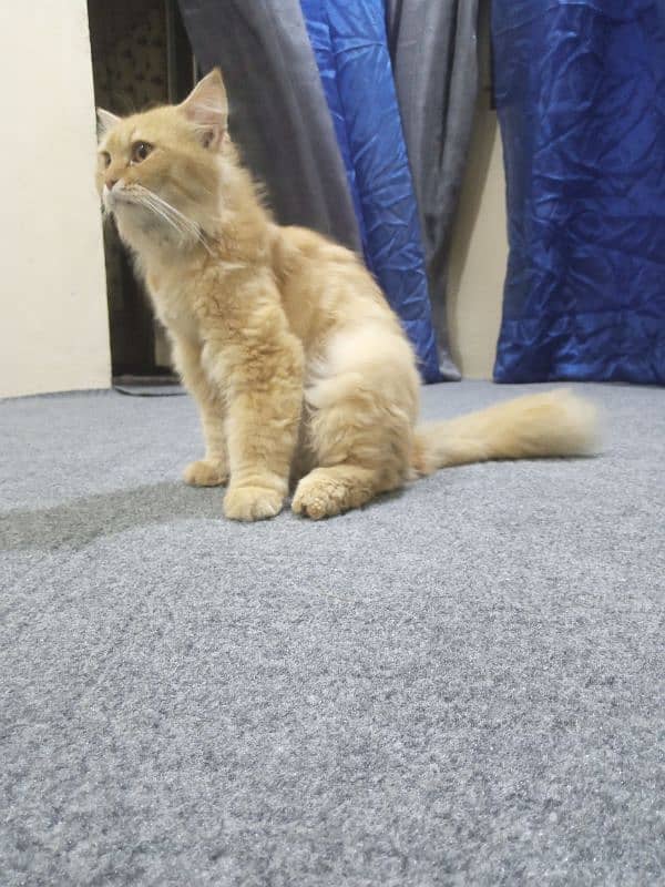 Adorable Persian Cat for Sale – Healthy & Playful Companion! 3