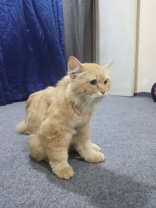 Adorable Persian Cat for Sale – Healthy & Playful Companion! 4