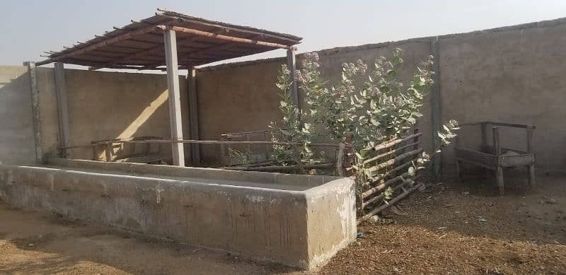 Cattle Farm for Sale in Gadap Town 14