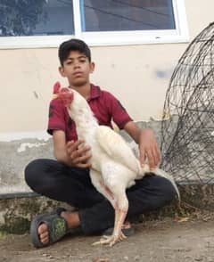 Aseel Murga