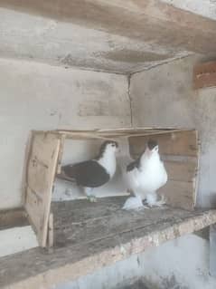 Lacka,Sherzi pair for sale