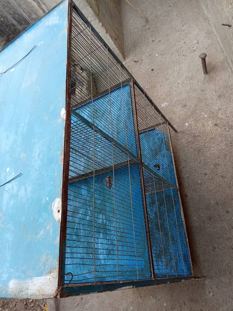 Birds cage 1