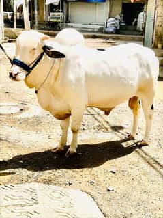 cow