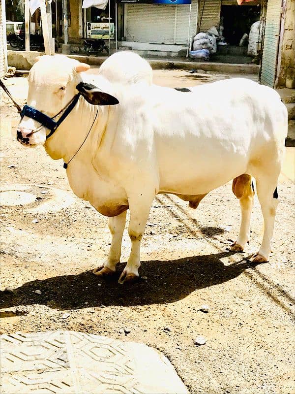 cow  for sale qurbani 2025 0