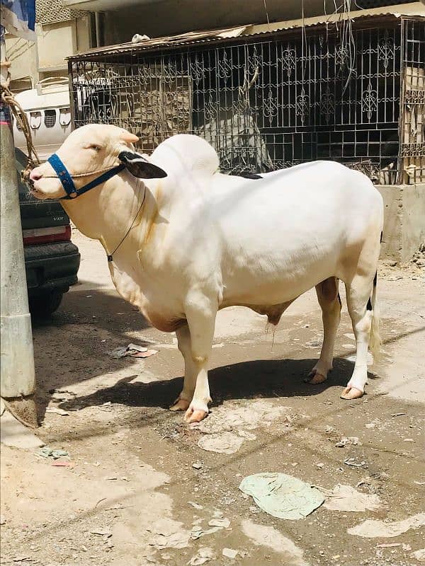 cow  for sale qurbani 2025 1