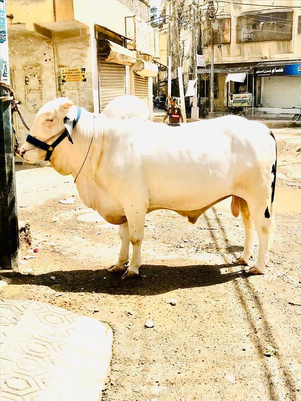 cow  for sale qurbani 2025 2
