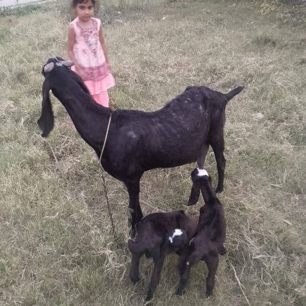 Sahiwal dessi bakri 1