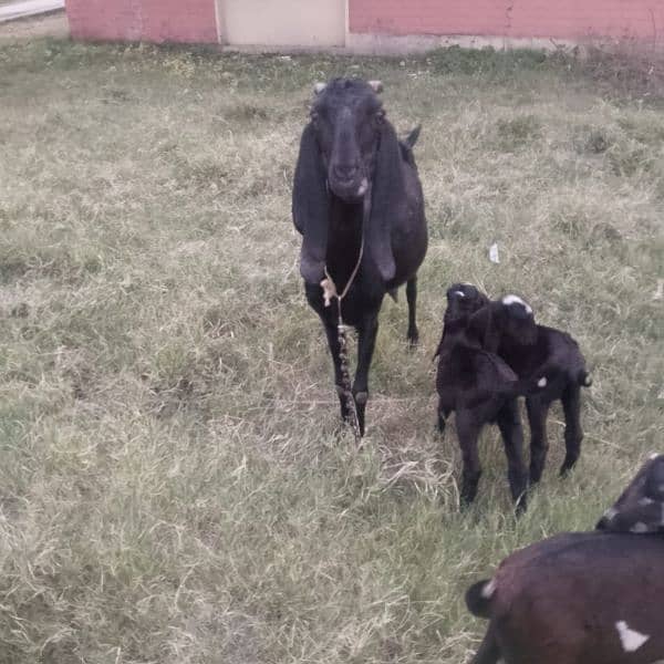 Sahiwal dessi bakri 3