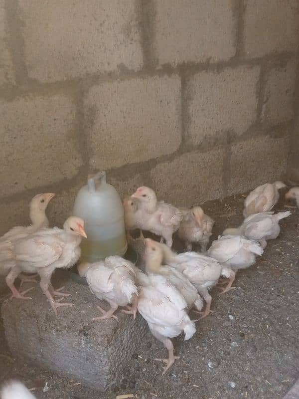 Paper white | Heera Aseel | Heera Chicks | Aseel | Chicks 0