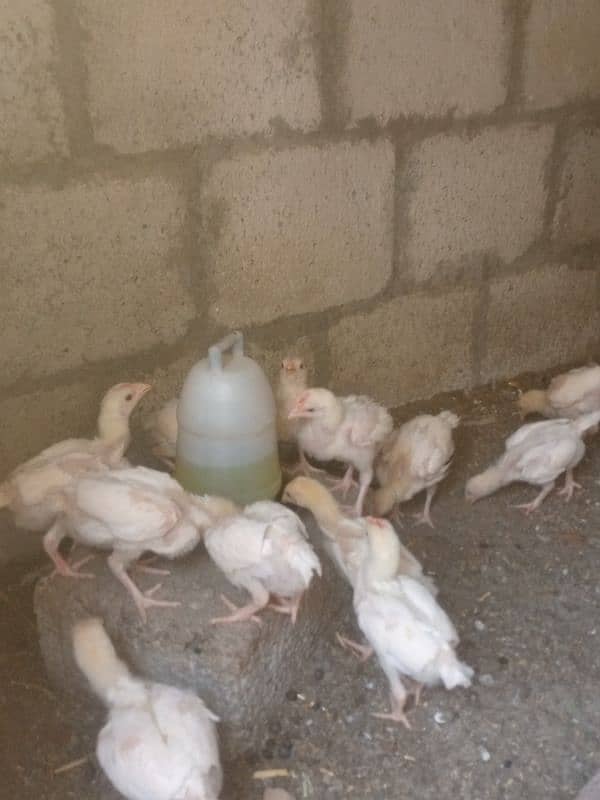 Paper white | Heera Aseel | Heera Chicks | Aseel | Chicks 1