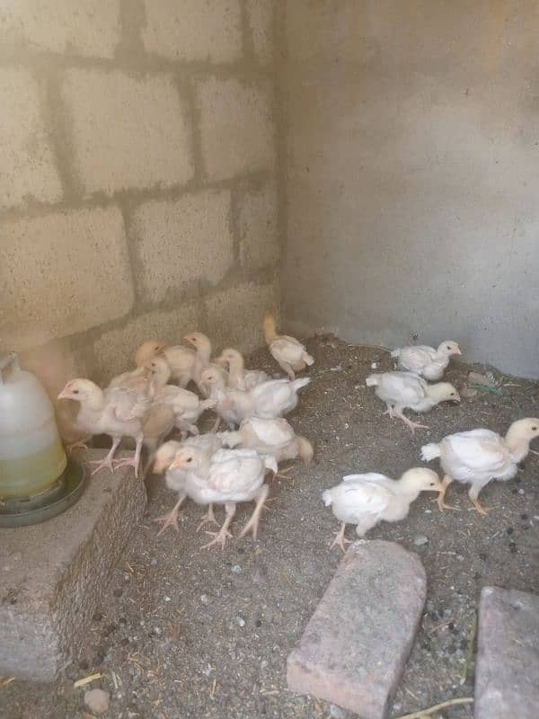 Paper white | Heera Aseel | Heera Chicks | Aseel | Chicks 2