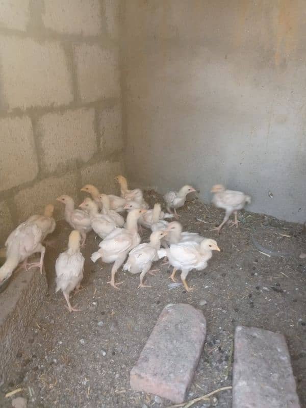 Paper white | Heera Aseel | Heera Chicks | Aseel | Chicks 3