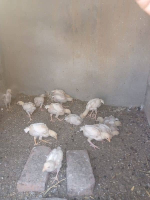 Paper white | Heera Aseel | Heera Chicks | Aseel | Chicks 4