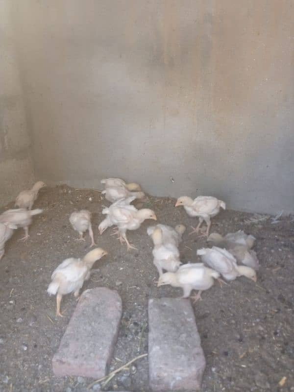 Paper white | Heera Aseel | Heera Chicks | Aseel | Chicks 5