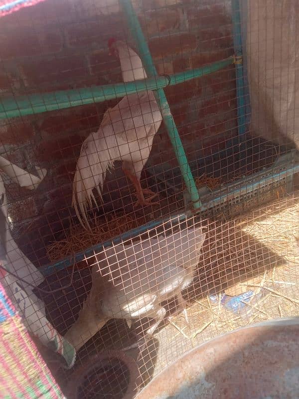 heera aseel for sell 0
