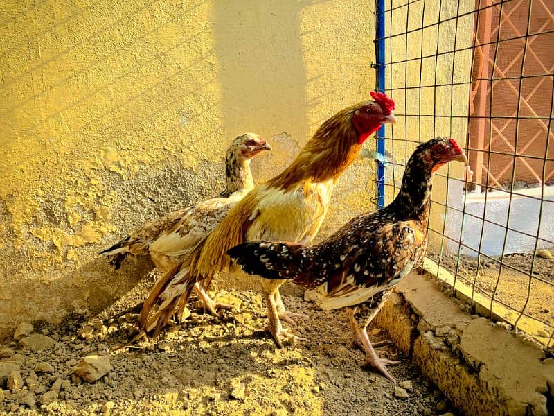 Aseel Male |Females | Breeder | cheni murgi|sonatol murga 0