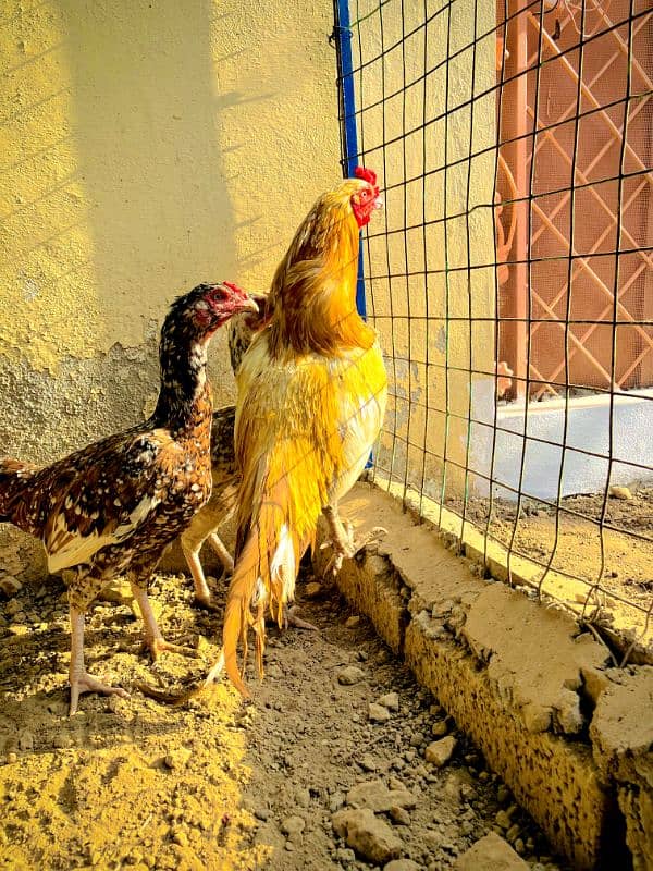 Aseel Male |Females | Breeder | cheni murgi|sonatol murga 1