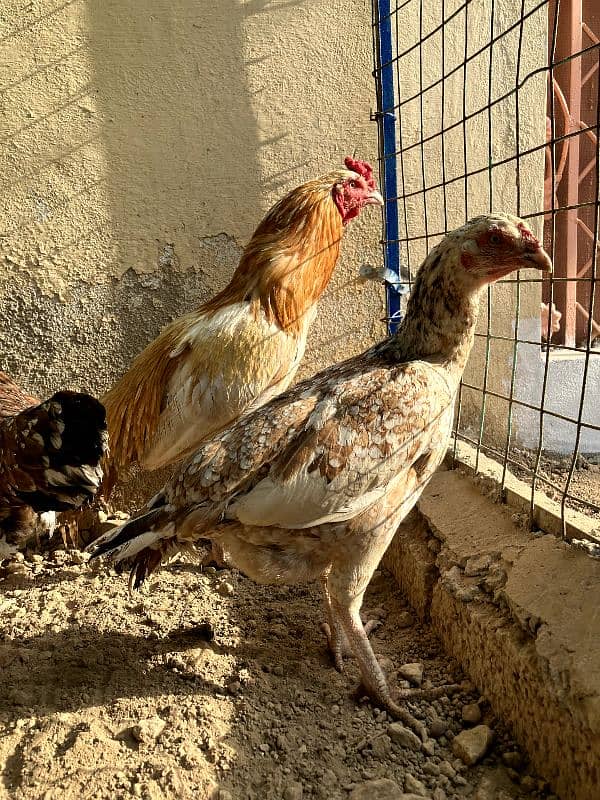 Aseel Male |Females | Breeder | cheni murgi|sonatol murga 3