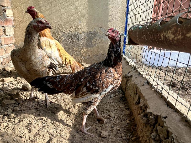 Aseel Male |Females | Breeder | cheni murgi|sonatol murga 4