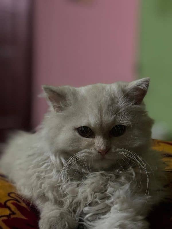 persian cat 0
