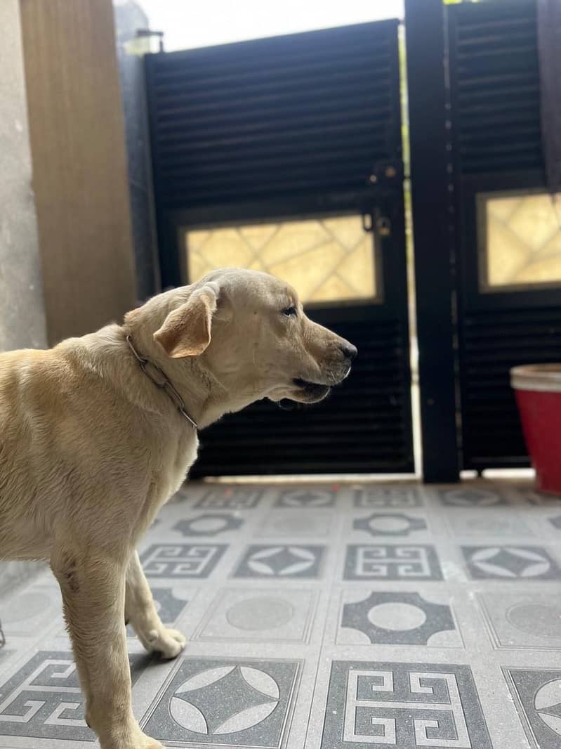 For Sale: Adorable Male Labrador Retriever - 1 Year Old! 0