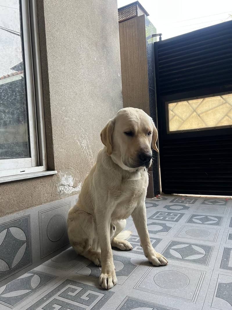 For Sale: Adorable Male Labrador Retriever - 1 Year Old! 1
