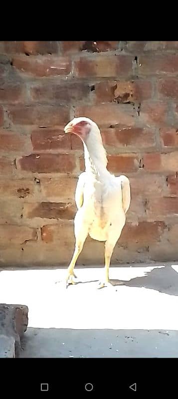 king shamo pair for sale 0