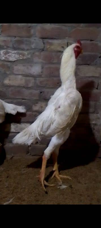 king shamo pair for sale 2
