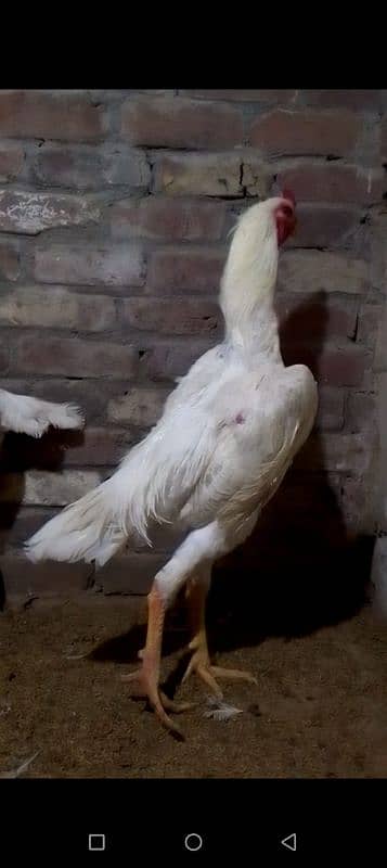 king shamo pair for sale 4