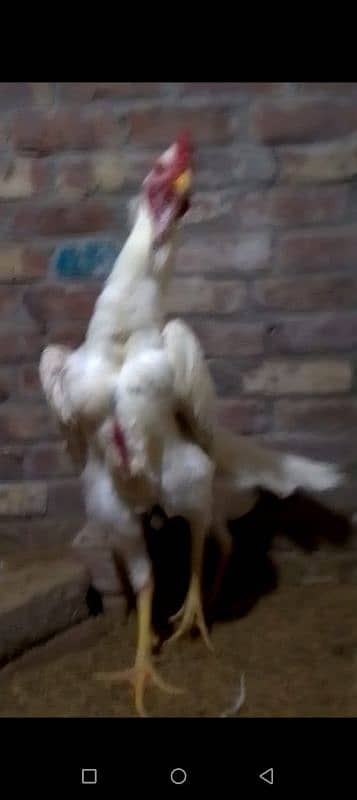 king shamo pair for sale 7