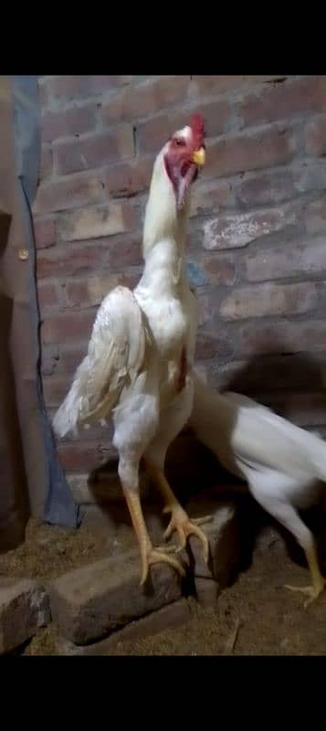 king shamo pair for sale 10