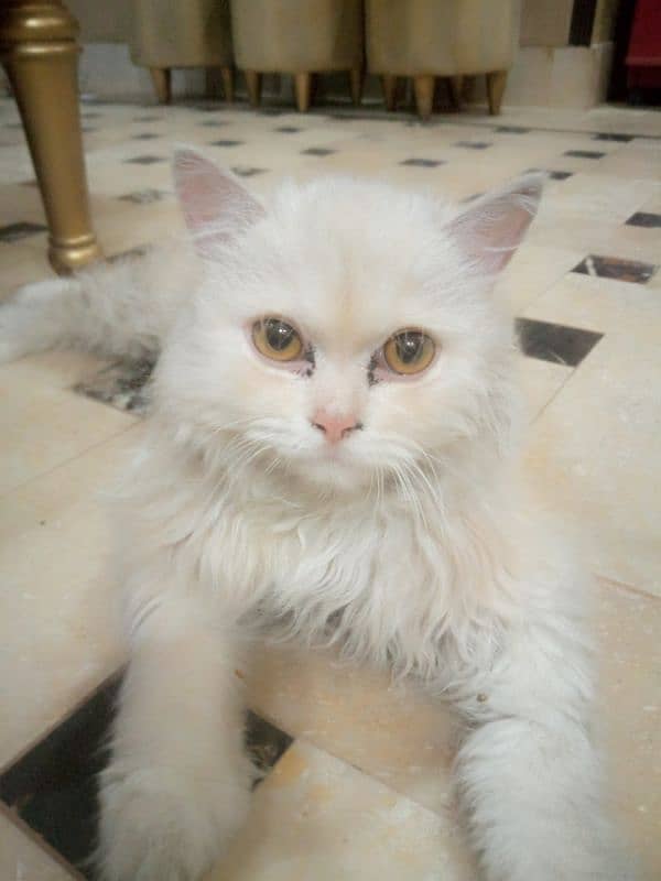 persian cat 1