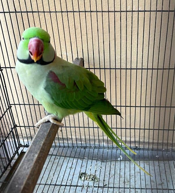 Raw Parrot Kashmiri Breeder Pair 0