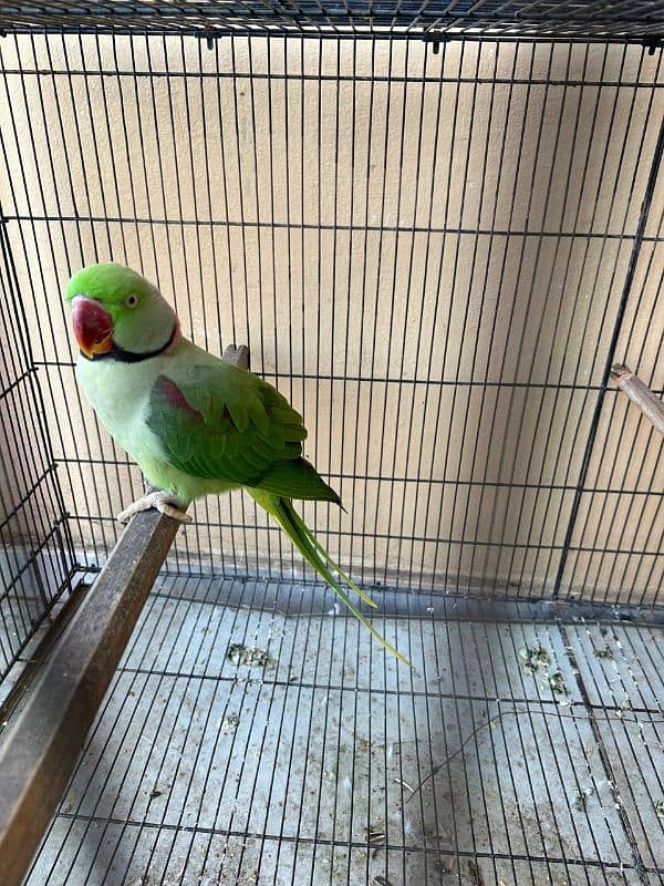 Raw Parrot Kashmiri Breeder Pair 1