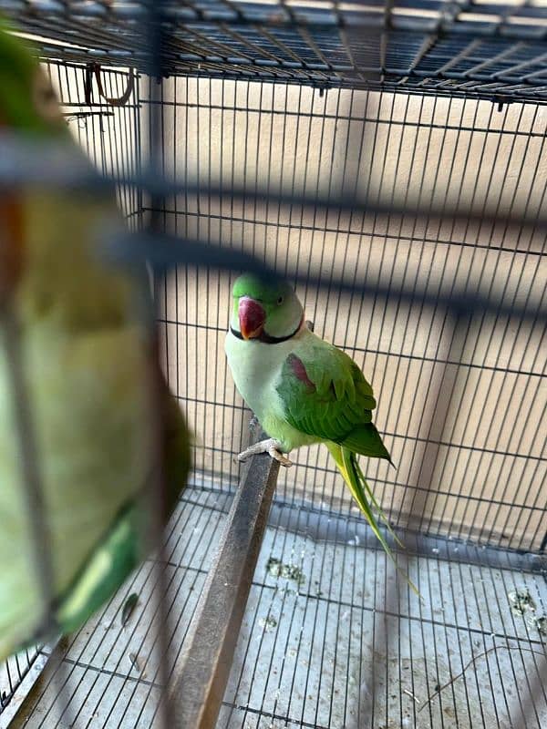 Raw Parrot Kashmiri Breeder Pair 3