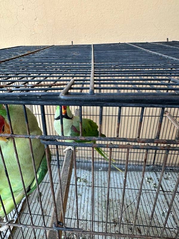 Raw Parrot Kashmiri Breeder Pair 4