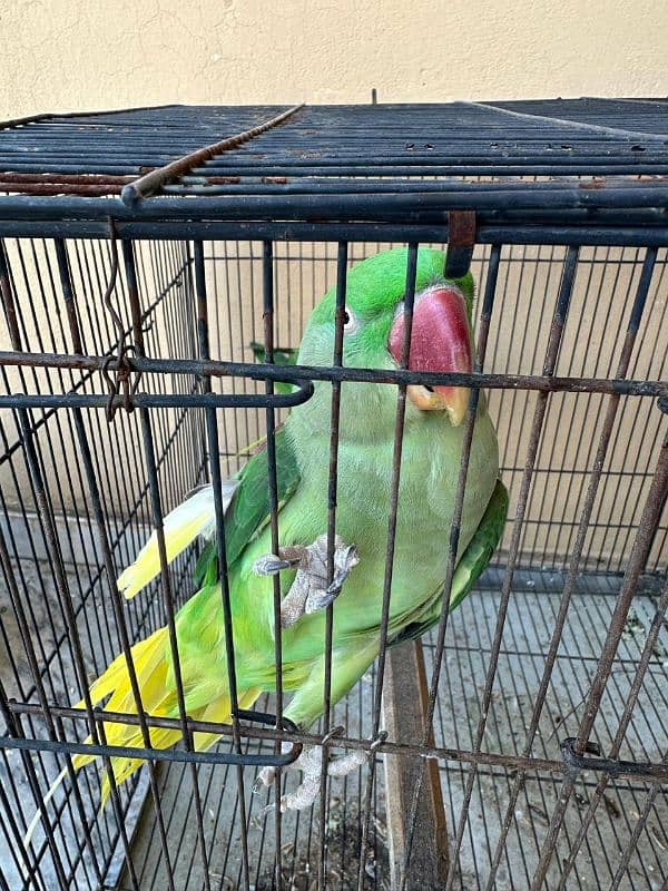 Raw Parrot Kashmiri Breeder Pair 5