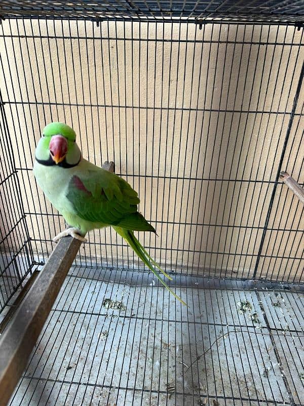 Raw Parrot Kashmiri Breeder Pair 7