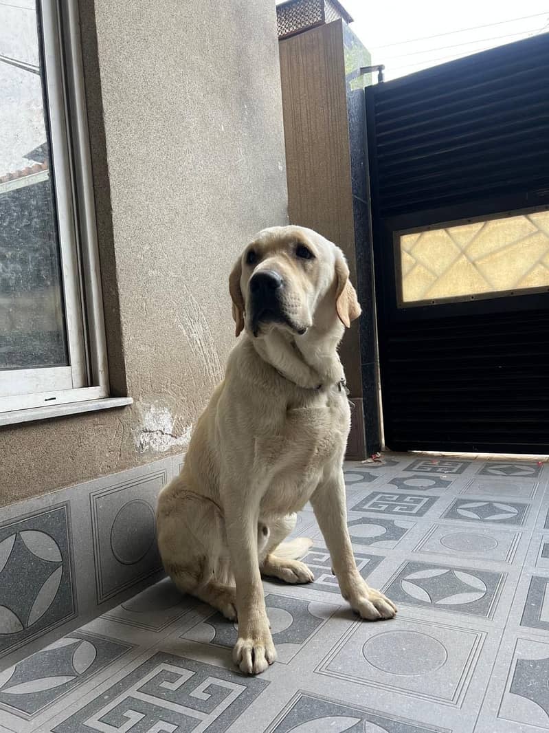 For Sale: Adorable Male Labrador Retriever - 1 Year Old! 5