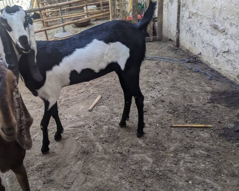 4 Teeth Beetal Goat 2