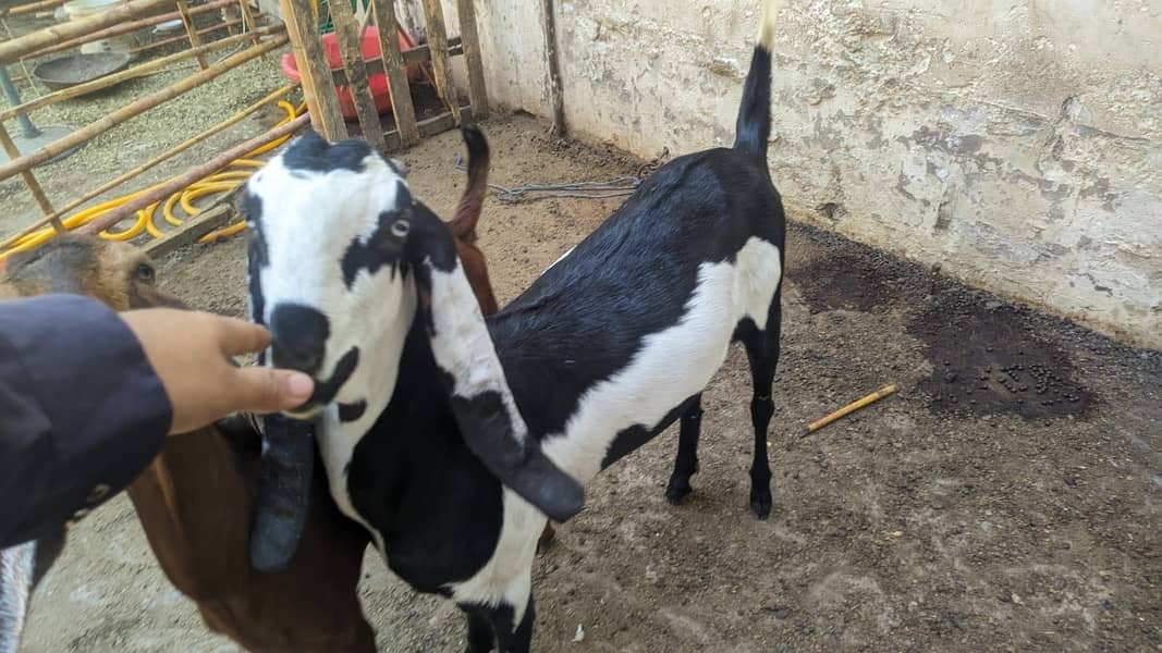 4 Teeth Beetal Goat 0