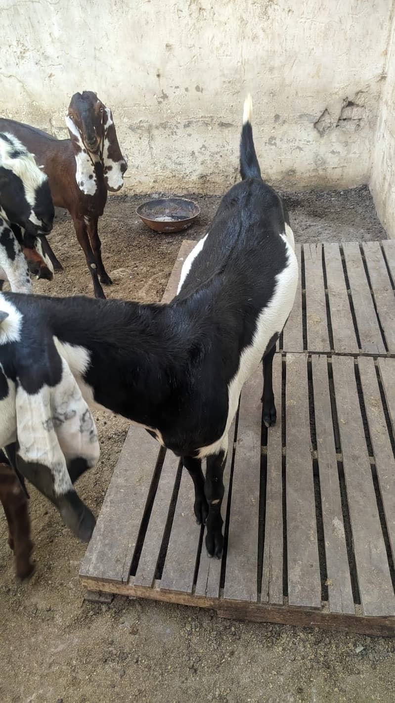 4 Teeth Beetal Goat 3
