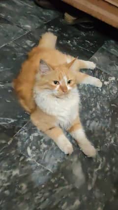Persian Cat Female