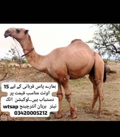 qurbani camels