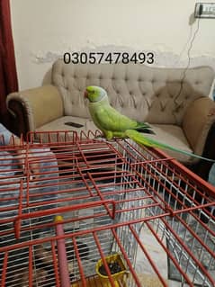 parrot for sale