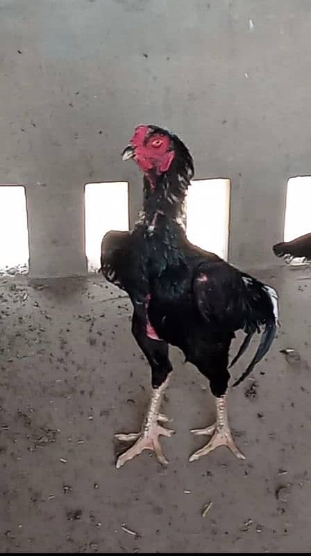 Shamoo Egg and Chicks for sale 0